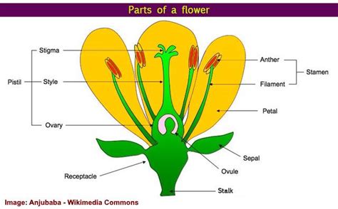 parts  flower  plant pistil sepal stamen   diagrams included