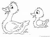 Coloring Loon Pages Duck Cute Ducks Common Oregon Printable Getcolorings Print Color sketch template