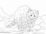 Raccoon Cute Coloring Pages Supercoloring sketch template