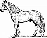 Coloring Horse Appaloosa Pages Printable Dots sketch template