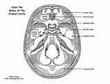 Cranial Cavity Sphenoid Physiology sketch template