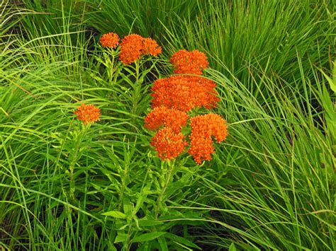 native plant butterfly weed asclepias tuberosa   garden