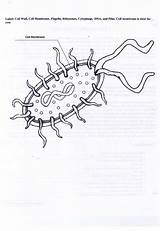 Membrane Prokaryote Prokaryotic Excel Answer sketch template