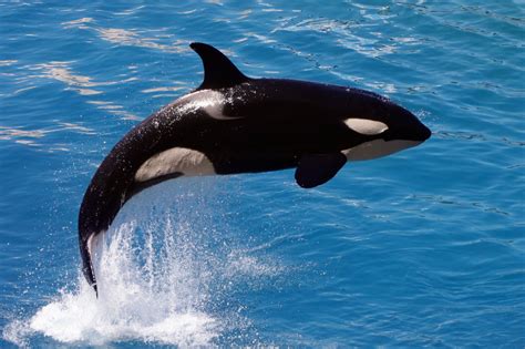 orca animals  nature lessons dk find