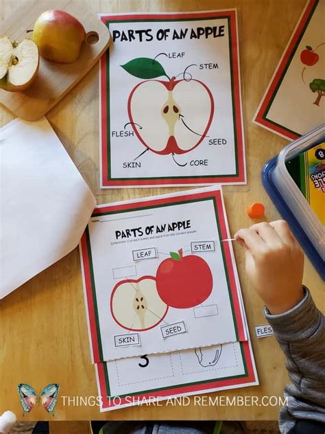 printable apple activities share remember celebrating child home