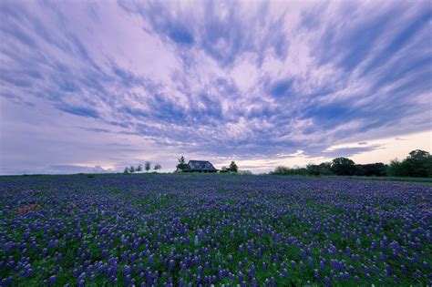 house  purple flower hyacinth field wallpaper hd flowers