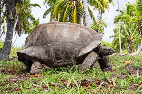 turtles  teach humans   science  slow aging wired