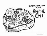 Coloring Pages Biology Cell Animal Science sketch template