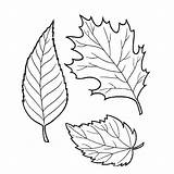 Coloring Pages Leaf Template sketch template