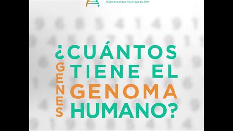 ¿cuántos Genes Tiene El Genoma Humano Youtube