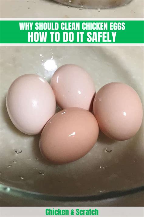 clean chicken eggs      safely