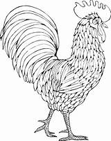 Hahn Chickens Poule Roosters Coq Vorlagen Croquis Tole Gallo Gallinas sketch template