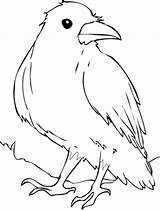 Corvo Colorat Rabe Ausmalbilder Colorare Crow Planse Desene Socke Disegno Corbeau Cuervo Pasari Corb Salbatice Ptaki Brawl Malvorlagen Corbul Desenat sketch template