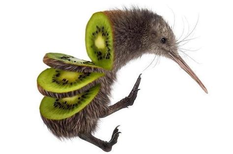 hate kiwi bird rtihi