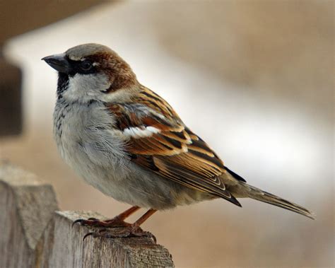 save  house sparrows page  backyardherdscom