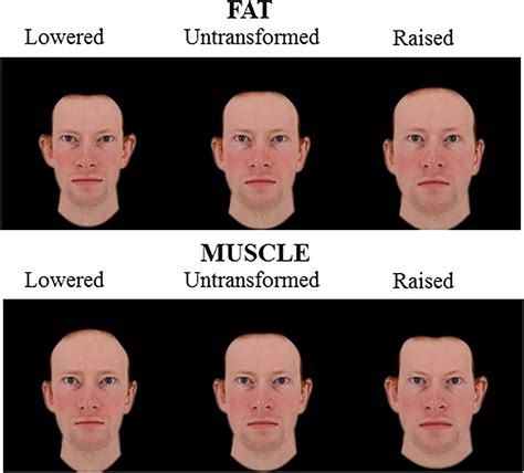 influence  body composition effects  male facial masculinity