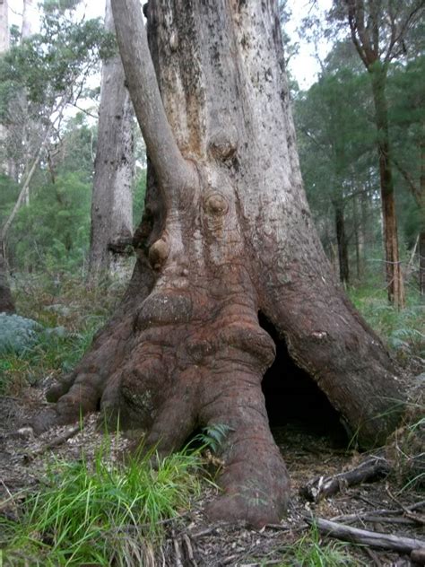 monumental trees  australia