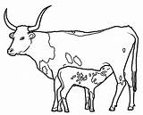 Longhorn Coloring4free Cliparts sketch template