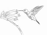 Coloring Hummingbird Pages Bird Outline Humming Hummingbirds Printable Drawing Sketch Categories Paper sketch template