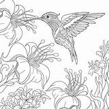 Coloring Pages Birds Adult Getcolorings Hummingbird sketch template