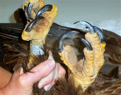 bald eagle talons flickr photo sharing