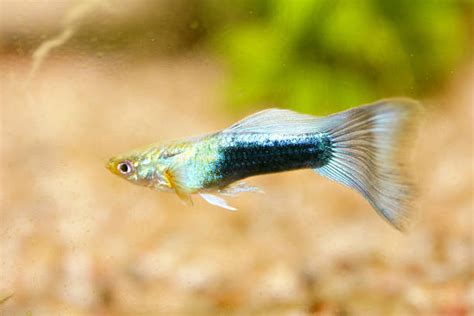 royalty  guppy fish pictures images  stock  istock