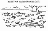 Lakes Great Coloring Michigan Fish Pages Appendix Drawings Species Water Template sketch template