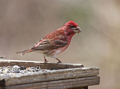 red birds  iowa picture  id guide