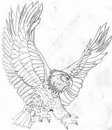 Eagle Coloring Bald Pages Kids Drawing Color Realistic Soaring Printable Flying Template Mandala Head Eagles Line Harpy Sketch Colouring Adult sketch template
