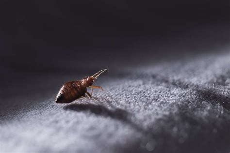 This City Has The Worst Bed Bug Infestation In America Bed Bugs Bed