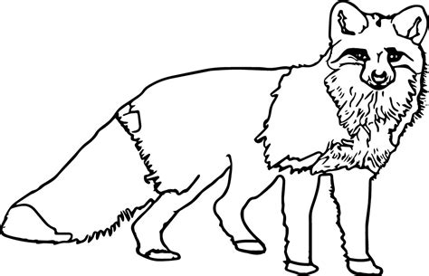 nocturnal coloring page images