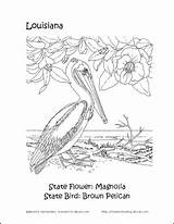 Louisiana Coloring State Pages Flower Printables History Crossword Word Search Choose Board Homeschooling Bird sketch template