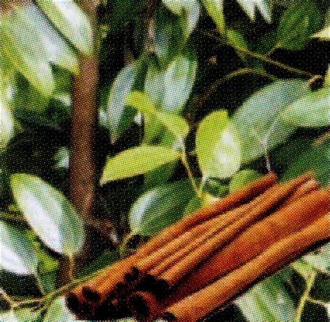 khasiat kayu manis  daun kayu manis wedang uwuh angkringan jogja