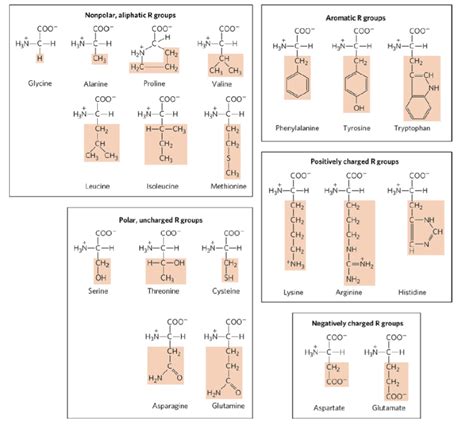 amino acid structure chart polar nonpolar