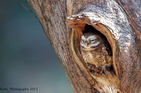 spotted owlet steals  show