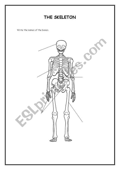 english worksheets  skeleton