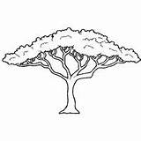 Acacia African Safari Malvorlage Baum Surfnetkids Umriss Dessin Eule Savanna Afrikanische Bäume Ausmalbilder Savane Coloriage Jirafas Crafts Alberi Malen árboles sketch template