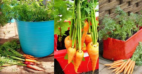 growing carrots  containers   grow carrots  pots balcony
