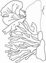 Coral Korallenriff Reef Koraalrif Koraal Koralle Ausmalbild sketch template