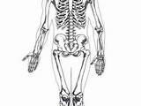 Bones Human Drawing Pages Getdrawings Skull sketch template