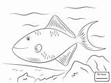 Triggerfish Dentistmitcham Outline sketch template