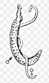 Schistosoma Flukes Haematobium Mansoni sketch template