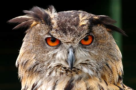 european eagle owl face closeup birds wildlife photography  martin eager runic design