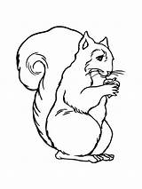 Ecureuil Coloriage Scoiattolo Colorat Veverite Squirrel Animale P19 Planse Gifgratis Primiiani Desen Stampare Prend Ton Desene Tuo Preleva Megghy sketch template