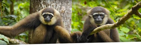 news video  facts  info curacao zoo parke tropikal
