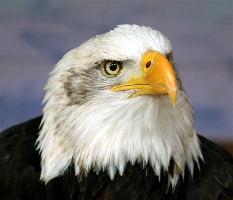 filebald eagle head frontaljpg wikipedia