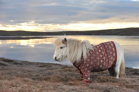 animalpalooza whats cuter   shetland pony  shetland pony