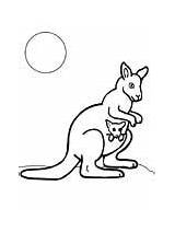 Coloring Kangaroo Joey Pages Kangaroos sketch template