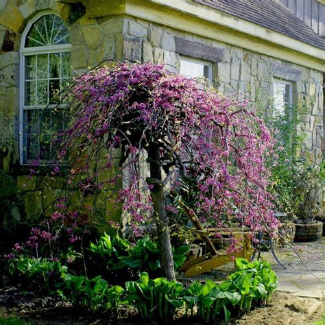 lavender twist weeping redbud ornamental trees small gardens