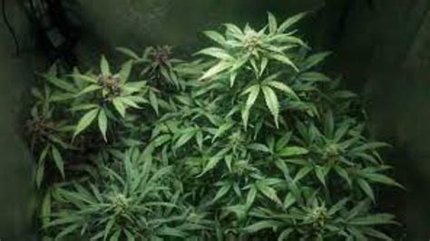 grow  auto flowering cannabis seed   benefits pt